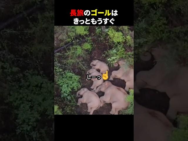 長旅のゴールは きっともうすぐ #ほっこりショート