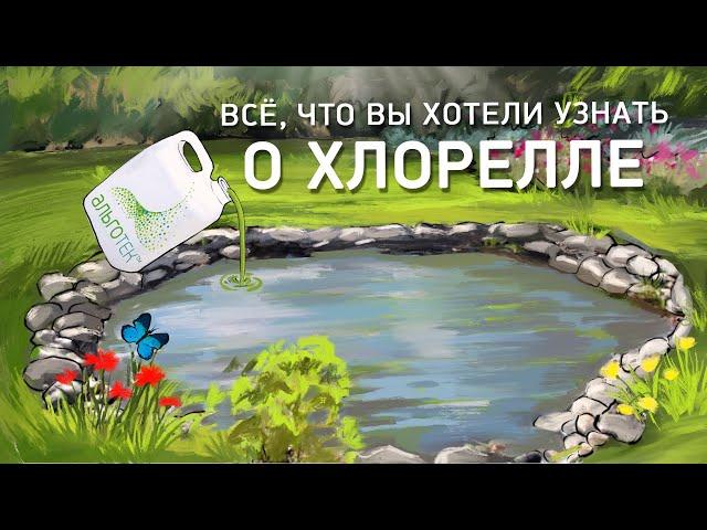 Что такое Хлорелла и как давно она существует на нашей планете? Технология "Альготек"