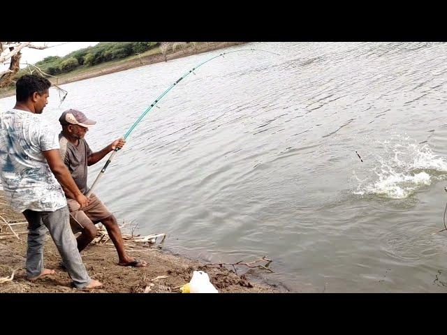 Incredble Big Rohu fishes hunting & Catching by Professional Fisherman|Unbelievable Hook fishing