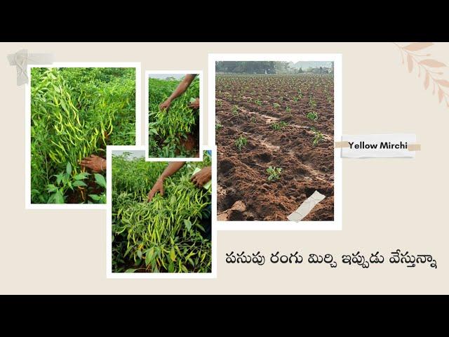 Yellow Mirchi Crop || TFS Sagubadi #suryabhaskar