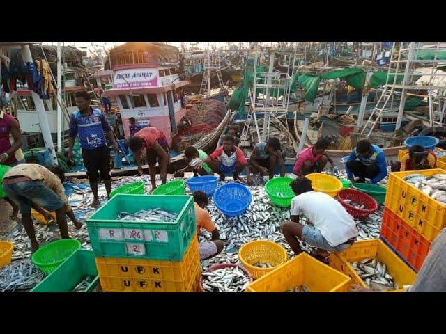 FISH MARKET MIRKARWADA के Fish Supplier Adina SeaFood | Video By @Anismukadam