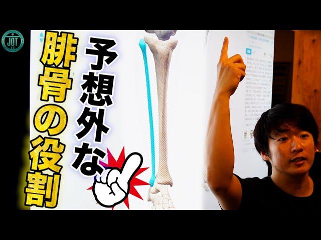 JOT神経学授業を覗き見78   〜予想外な腓骨の役割とは！？〜