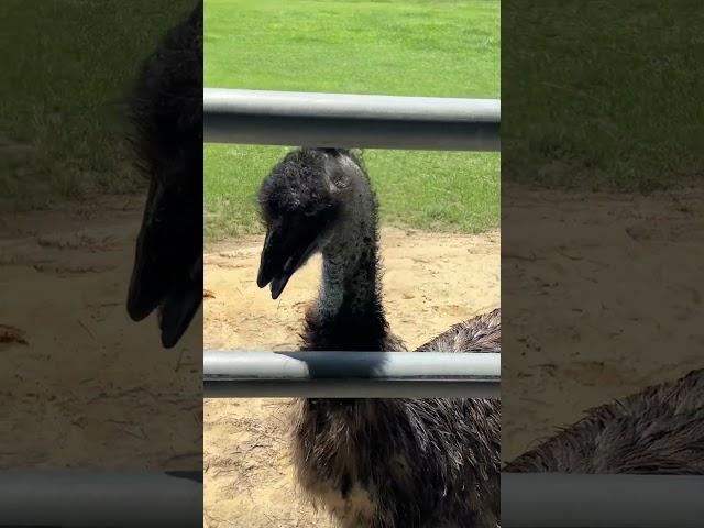 "Emus: The Adorable Nightmare!  #ScaryCute #EmusGoneWild #FeatheredFrights"