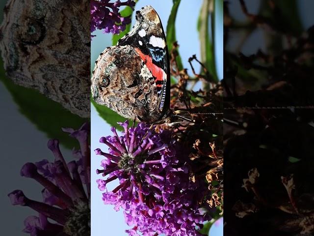 The red admiral #insects #macrocaptures