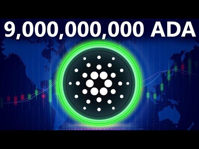 CARDANO SHOCKWAVE