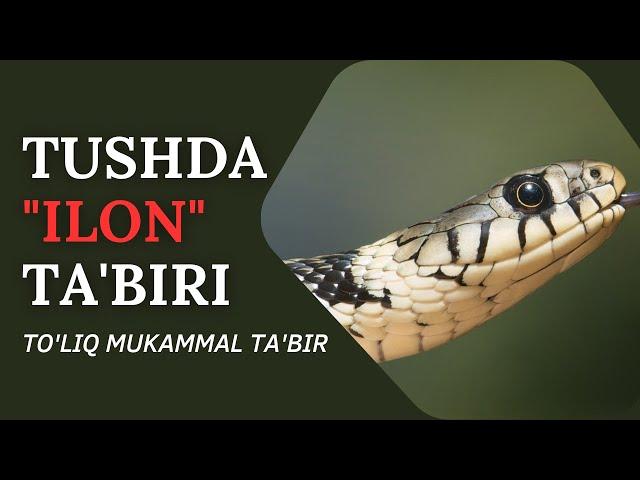 TUSHDA ILON TABIRI | TUSHDA ILONNI KO'RSA NIMA BO'LADI.?