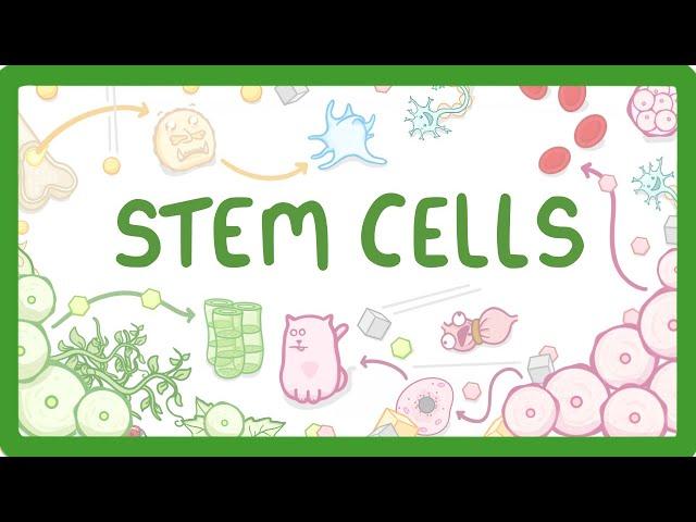 GCSE Biology - What are Stem Cells? Difference Between Embryonic and Adult Stem Cells #11