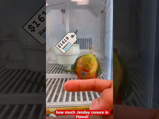 How much Jenday Conure in Hawaii..??🫣