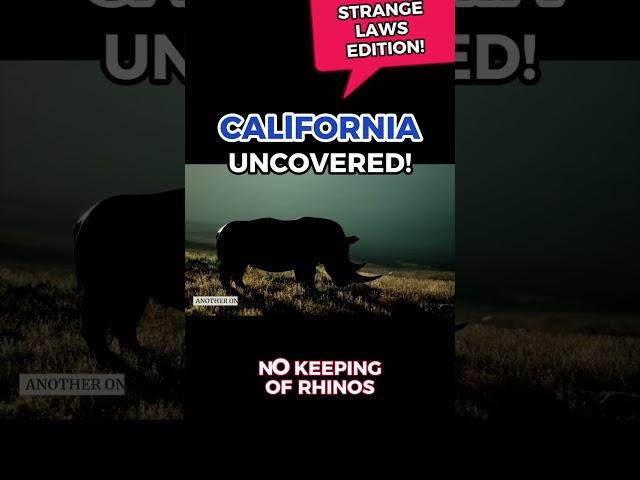 Explore California! - No Bowling on the Sidewalk | Rhinos and Mating Season