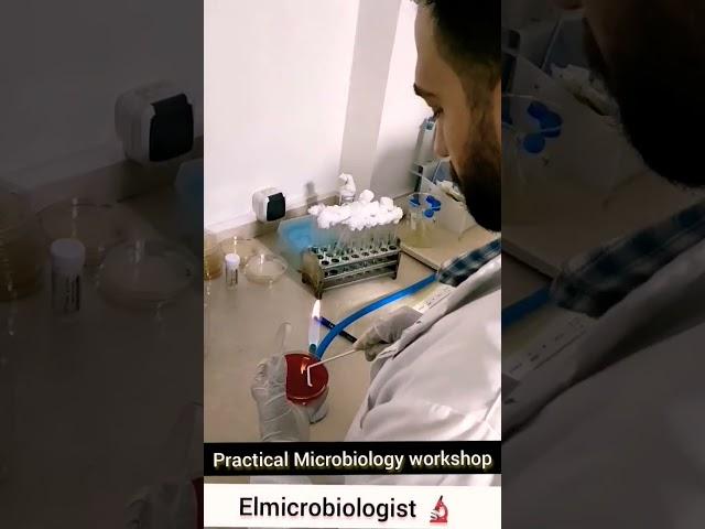 Spreading Method (Cultivation technique) isolation of bacteria Microbiology