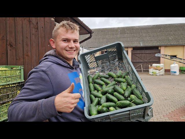 Niezwykłe efekty mojej uprawy ogórków – co się udało, a co zawiodło?