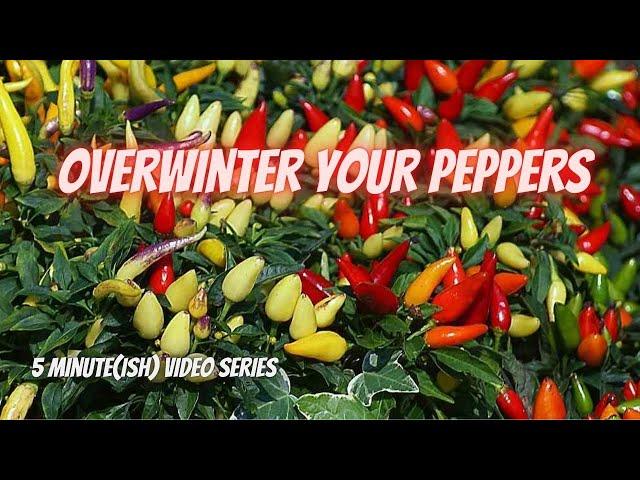 Tuesday Growing Tip: Overwinter Your Pepper Plants || DHBG