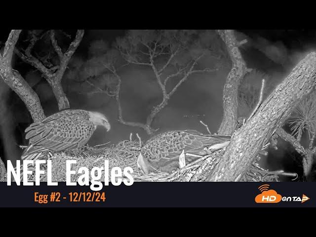 NEFL Eagles lay 2nd Egg of Season 12/12/24