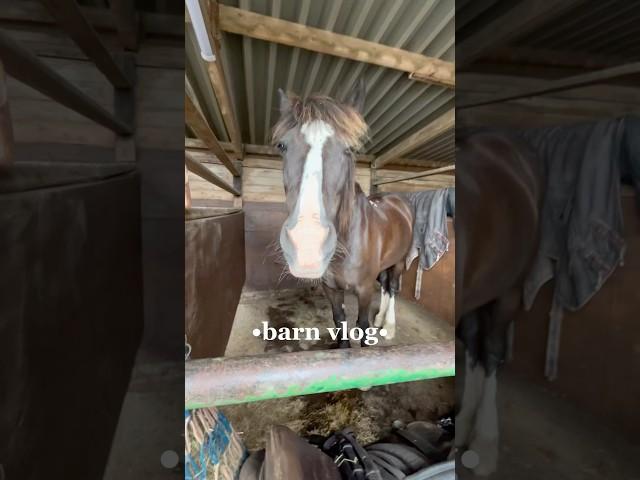 barn vlogggg #horse #horses #horseriding #equestrian #pony
