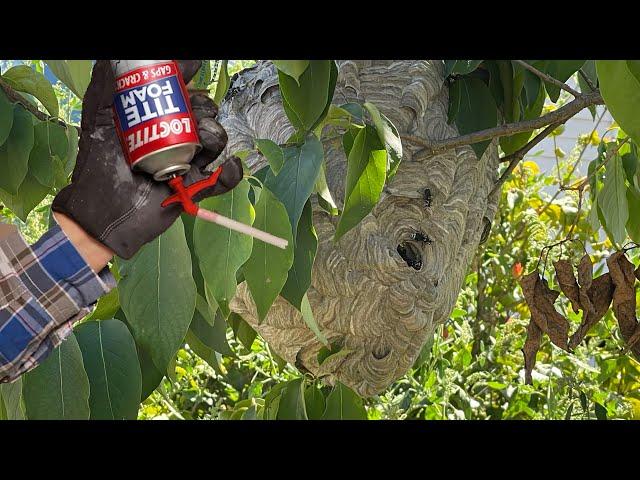 LocTite Spray Foam Vs Hornet Nest will it seal them in?