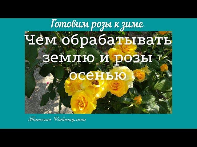 Уход за розами осенью. Обработа и обогащение земли.