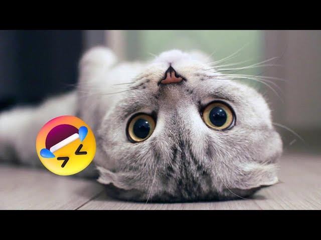 Funniest Animals 2023 | Best Funny Cats and Dogs | Petopia TV