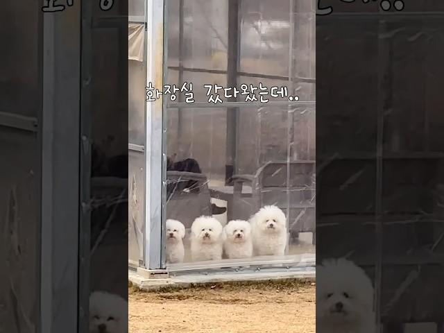 너희는 바보야 #엄마밖에모르는바보  #비숑 #비숑프리제 #비숑가족 #비숑일상 #bichonfrise