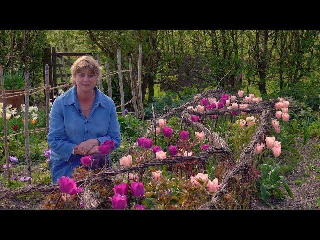 Gardening at home with Sarah | Tulips at Perch Hill