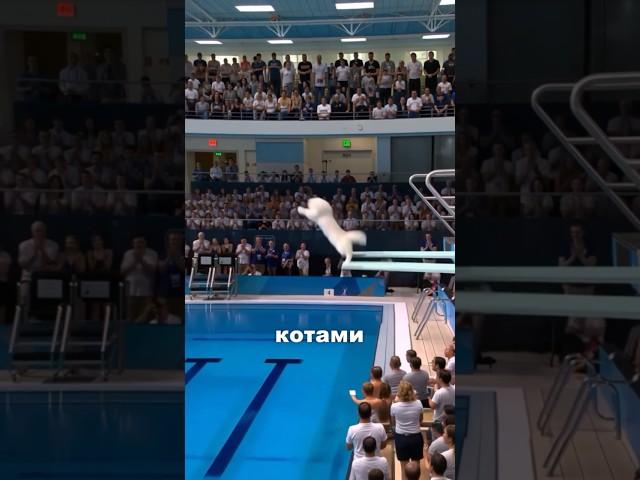 Олимпиада среди КОТОВ. #новости #новостимира #news
