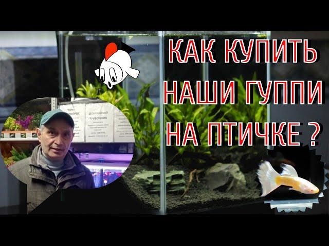 КАК КУПИТЬ НАШИ ГУППИ ДЛЯ ДОМАШНЕГО АКВАРИУМА НА ПТИЧЬЕМ РЫНКЕ В МОСКВЕ