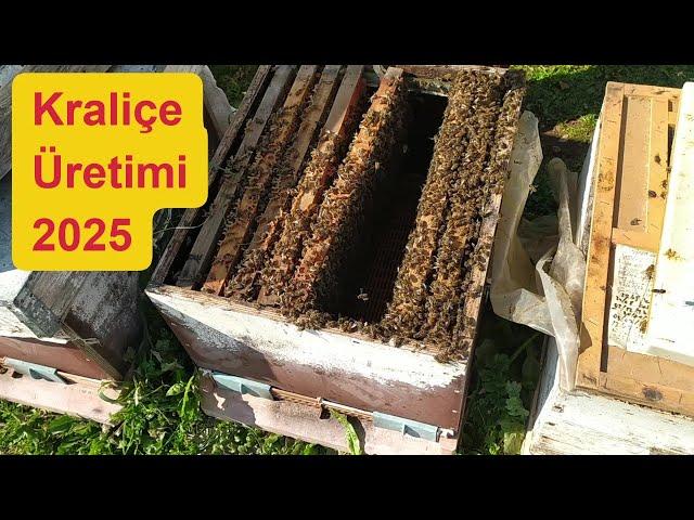 2025 Anaarı üretimine ilk adım.#arıcılık #beekeeping @anaarı##kraliçe arı##beekeeper #bee #arı