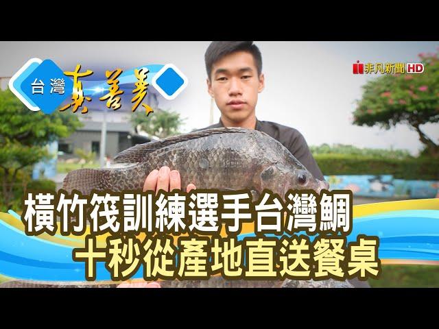 三代台灣鯛拚“一條龍”｜里長台灣鯛｜【台灣真善美】2020.11.15