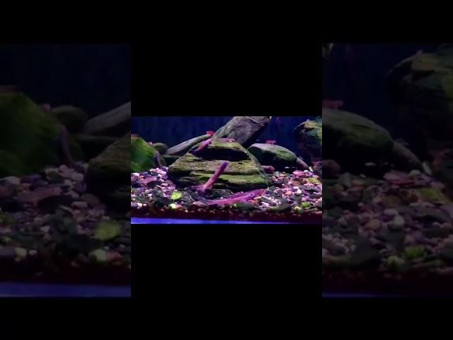 #goby #fish #shorts