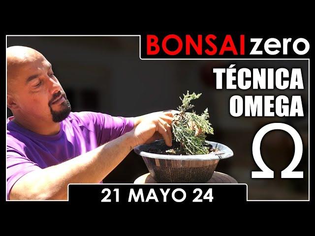 Bonsai Zero 21 de mayo 2024