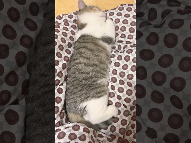 할머니 집에서 자고 있는 토리 괴롭히기!! 무서운 발차기가 날라옴~ #브리티쉬 #cat #고양이 #아기고양이 #kitten