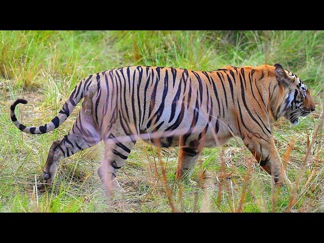 Thrilling Safari: Tracking the Tigers of Tadoba