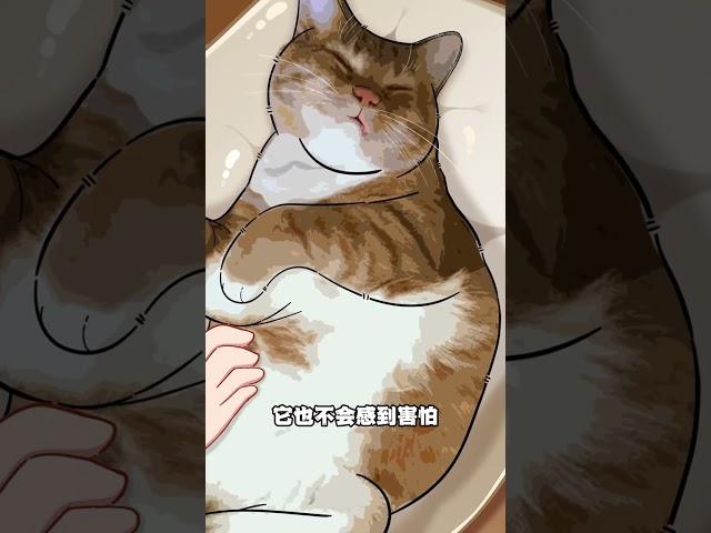 猫咪睡姿大解析！ #抖音原创动漫 #轻漫计划 #猫咪 一口小鸭梨