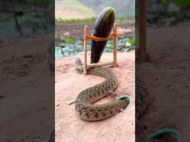 How to make snake trap #snake #snake