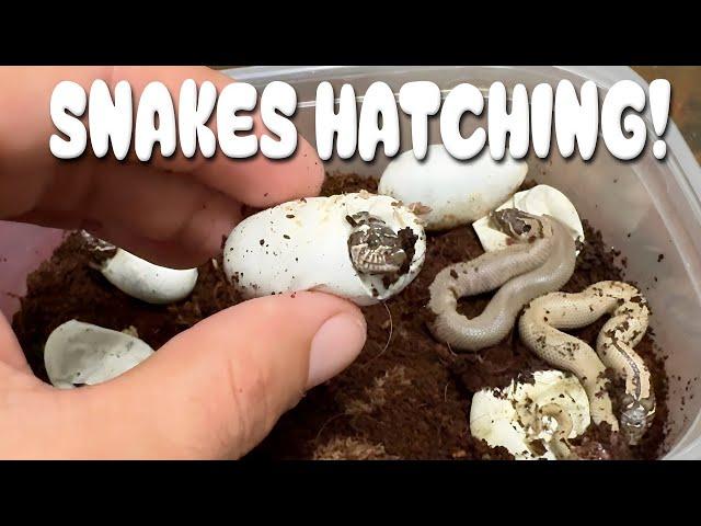 BABY SNAKES HATCHING OUT OF THIER EGGS!