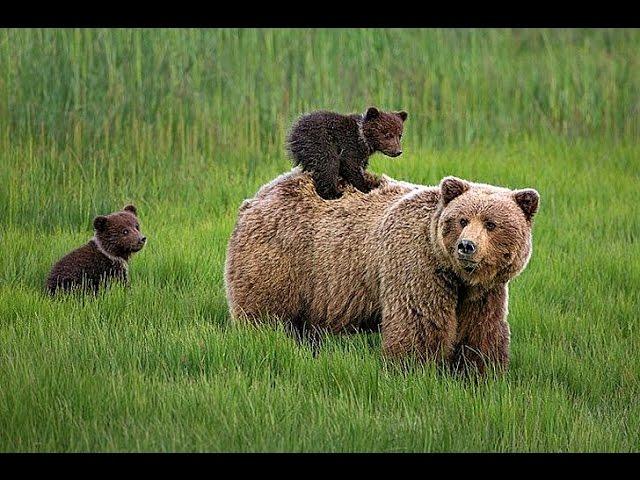 Бурые медведи. Документальный фильм.