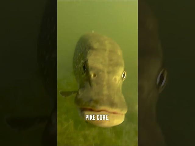 The pike made me yawn at the end  #pike #fishing #underwater
