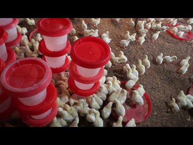 Day 6 of raising 1,000 broilers for 6weeks. How to know the water quantity for proper vaccination.