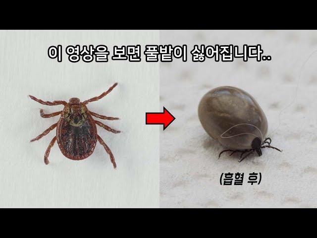 당신이 진드기를 조심해야하는 이유 ㄷㄷ (매년 수백 명이 죽고 있습니다..)