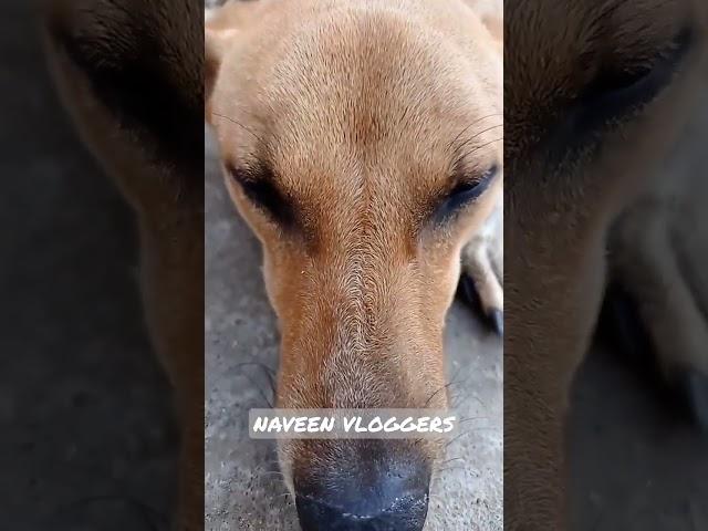  small clips bujii  | NAVEEN VLOGGERS | NS.SQUAD |