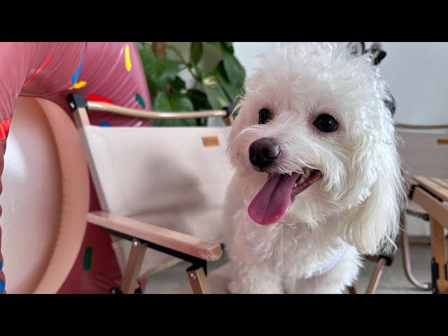 【Pet Friendly Cafe】 Pawty Time #petfriendly #dog #subscribe #cute