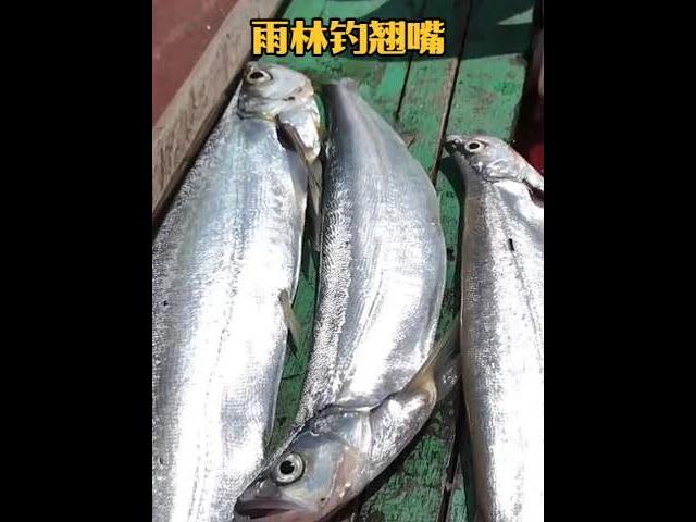 戶外釣魚：漁民運用巧妙的方法收集小魚作餌來釣獲巨型翹嘴！ #釣魚 #戶外