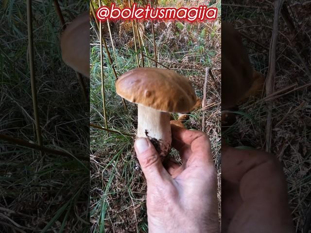 Boletus edulis, Porcino, Steinpilze #shorts #new #trending #foryou #nature #forest #wood #mushroom