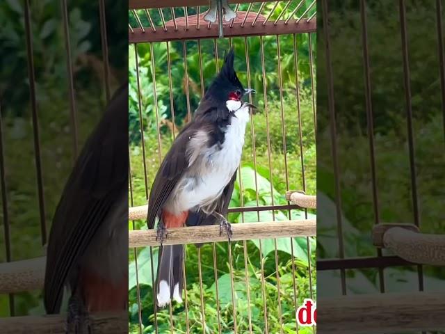 Chào mào mái siêu kích trống