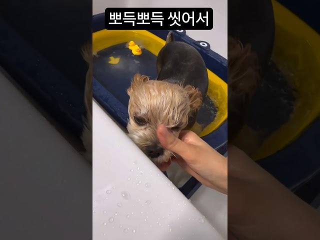 강아지 유치원 등원준비 꼬순내 없애기 #반려견 #dog #강아지 #강아지일상 #강아지브이로그 #cute #댕댕이 #doglife