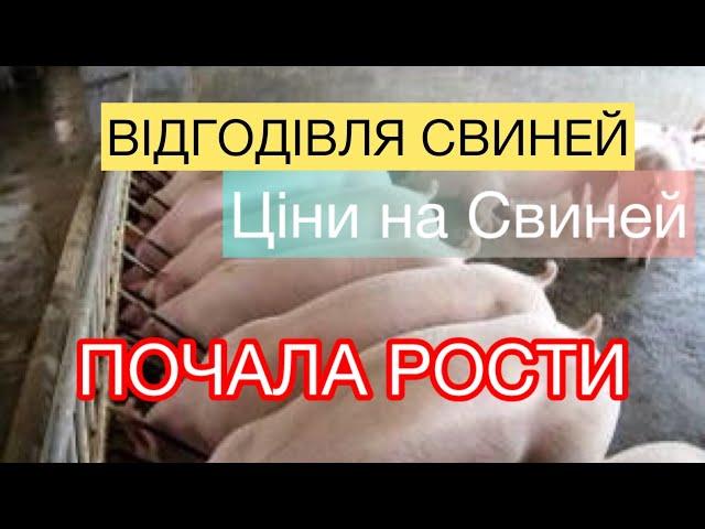 ЦІНИ на Живу ВАГУ СВИНЕЙ, Мясо Сало, Нарівтуші Базари