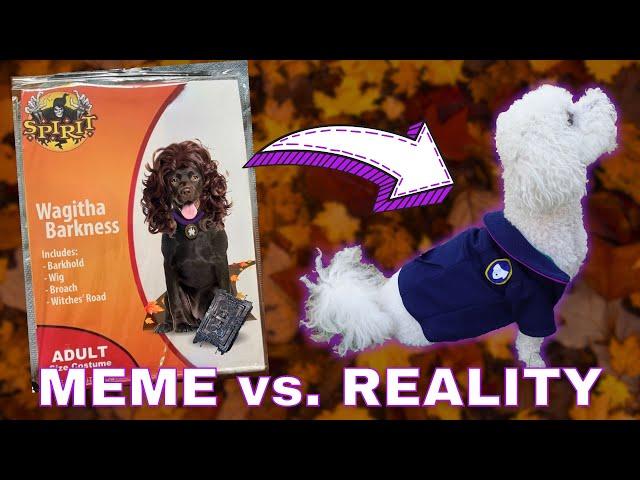 I turned my dogs into THAT Agatha All Along meme
