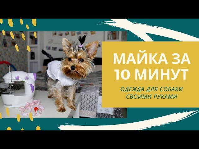 Как быстро пошить майку для собаки из старой футболки (одежда для йорка своими руками)