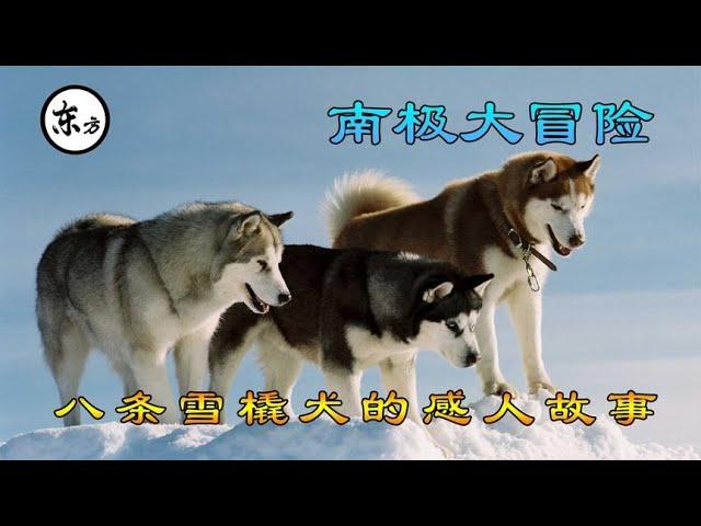 太感人，八条雪橇犬在南极艰难求生，175个日夜等待主人回来