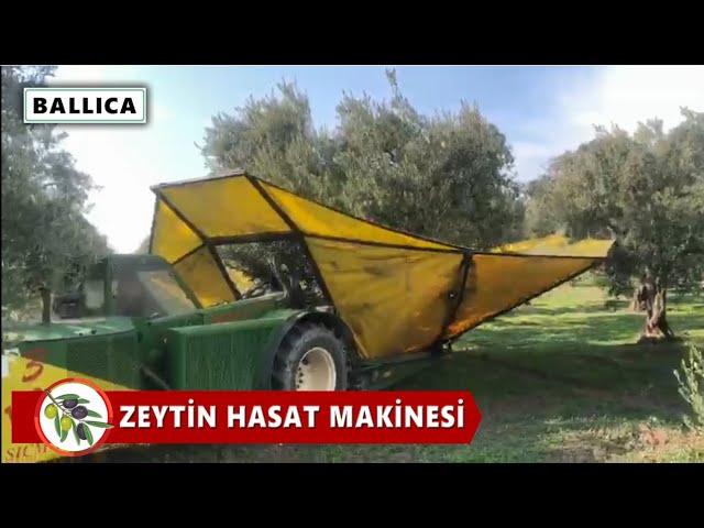 ▶️ Kendi Yürür Zeytin Hasat Makinesi Nasıl Çalışır?