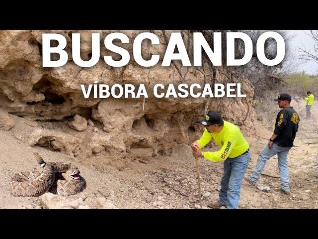 Buscando Víboras Cascabel